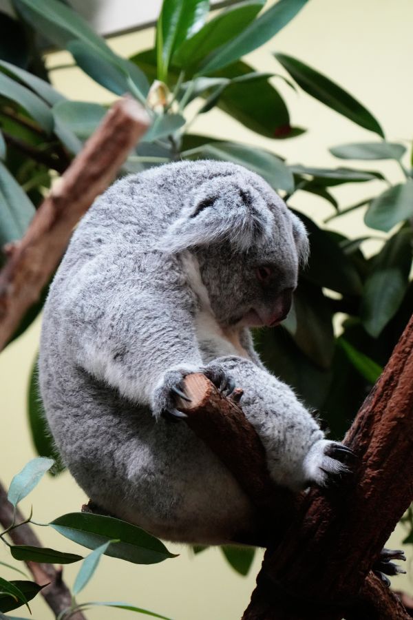 A koala sitting on a wooden branch amidst green leaves.