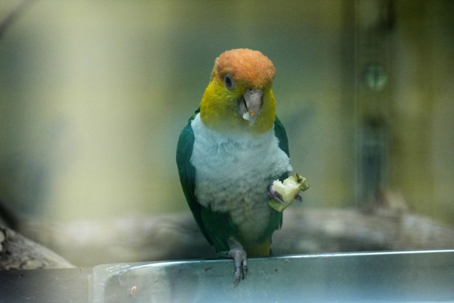 A colorful bird with a yellow head and green wings, holding a piece of food in its beak, captured in a cage.