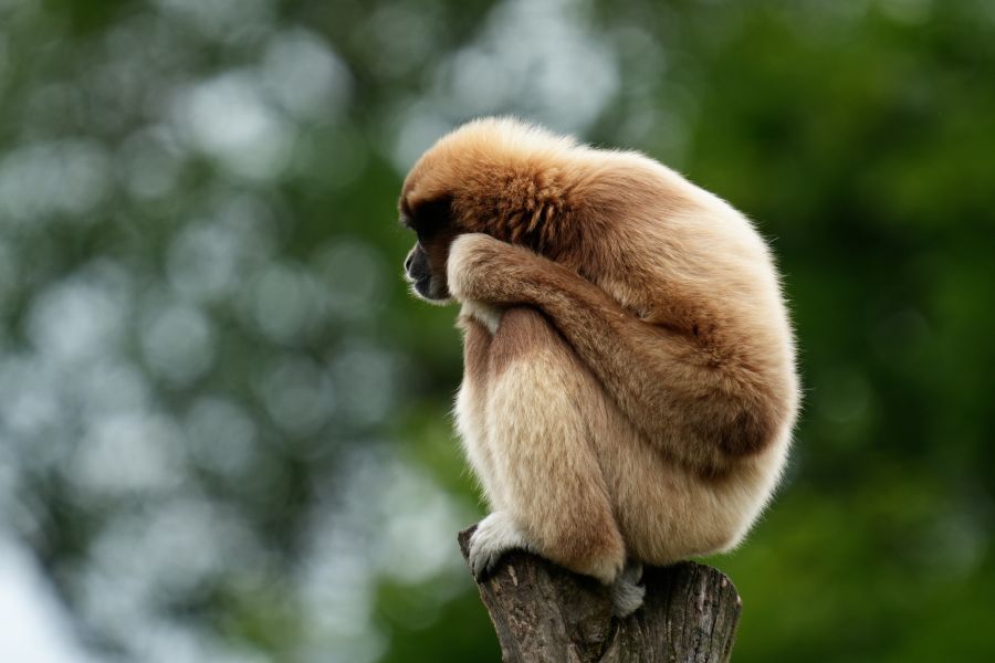 A monkey sitting in a contemplative position on a log, with a blurred green background.