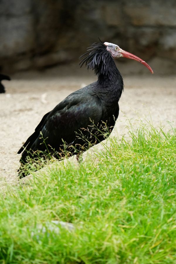A black ibis standing on the ground with green grass in the foreground.