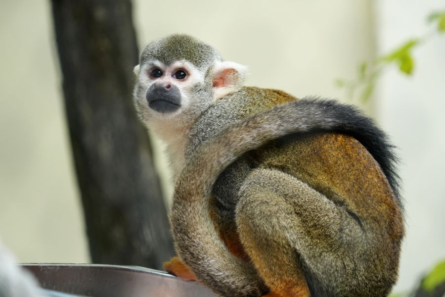 A close-up of a squirrel monkey sitting and looking back at the camera, with a blurred natural background.