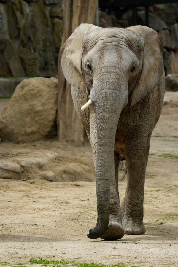 A close-up view of an elephant walking in a sandy environment, showcasing its textured skin and distinct features.