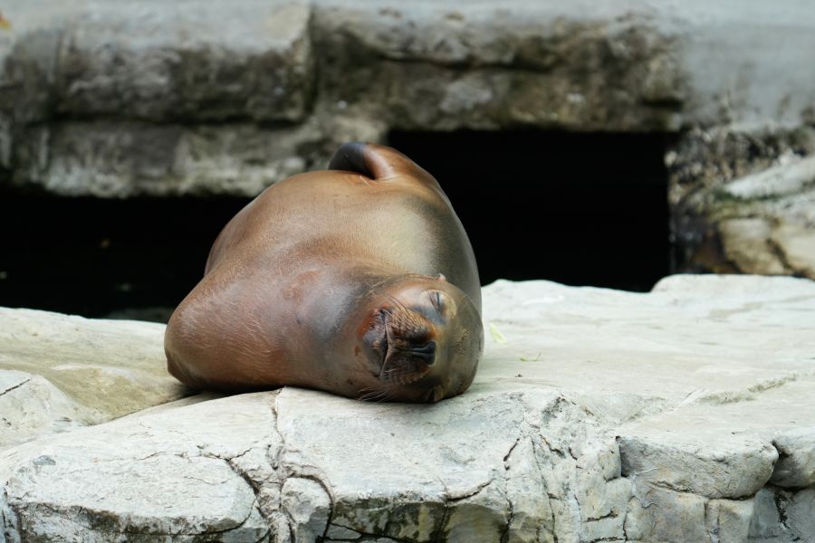 A sea lion resting on a rock with its eyes closed, appearing calm and relaxed.