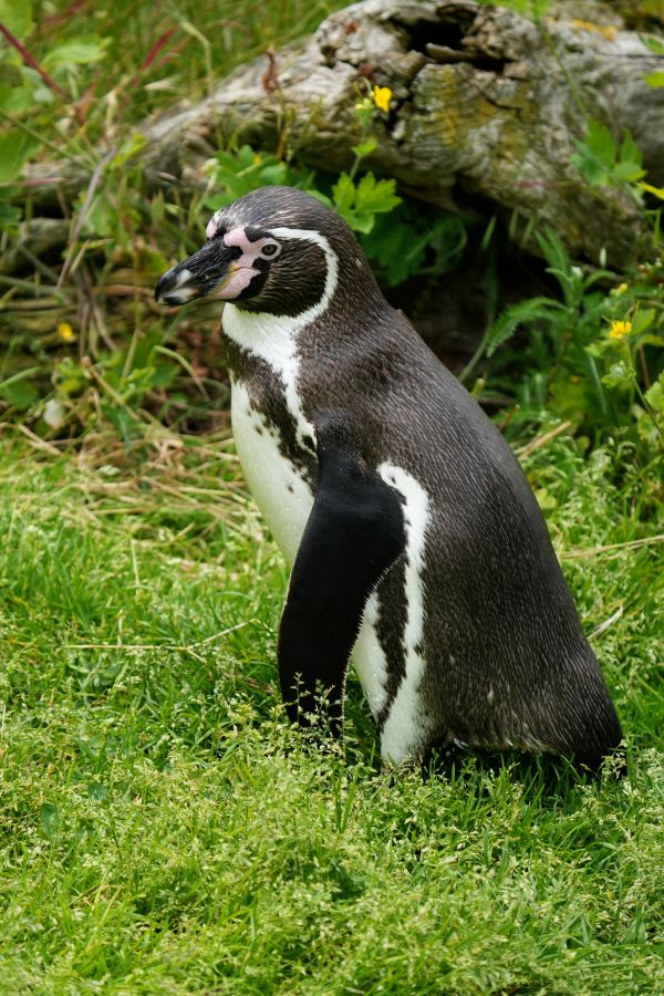 A penguin standing on green grass with a log in the background.