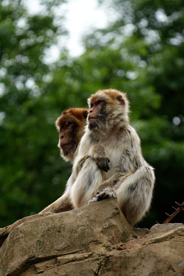 Zwei Affen sitzen auf einem Felsen, umgeben von grünem Laub.