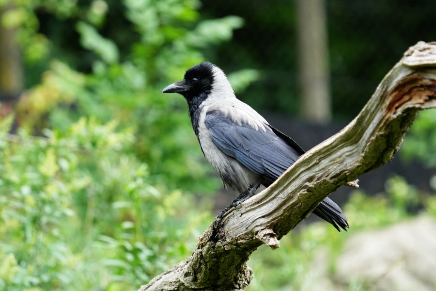 A crow perched on a branch, surrounded by greenery in a natural setting.