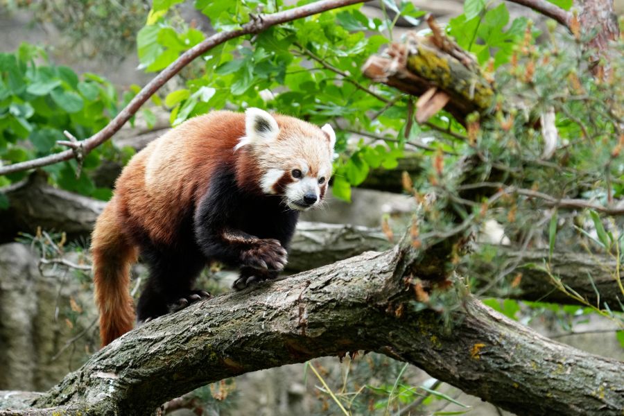 A red panda balancing on a tree branch surrounded by green leaves.