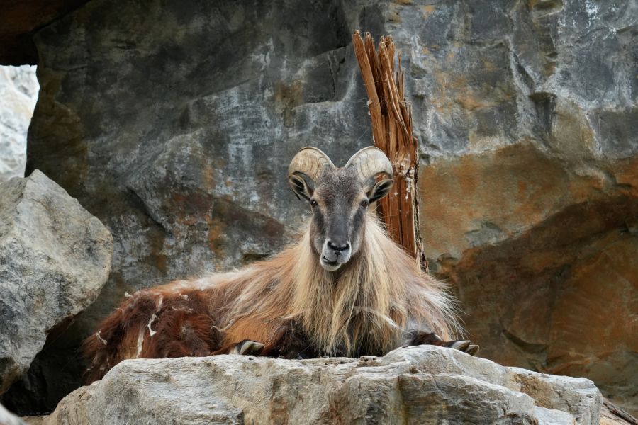 A close-up of a mountain sheep resting on large rocks with a textured rocky background.