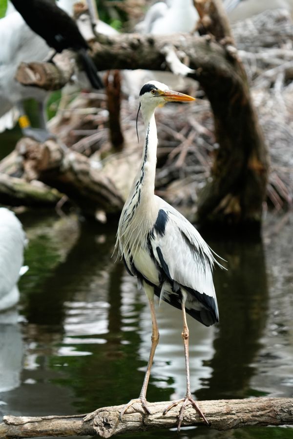 A heron standing on a branch near the water, surrounded by other birds in the background.