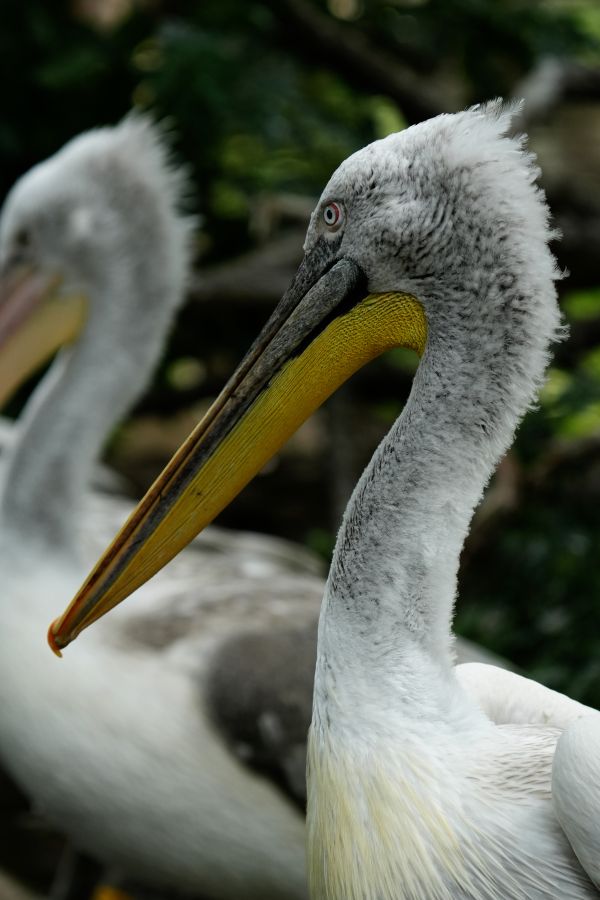 Close-up of a pelican with a yellow beak and gray feathers, another pelican is slightly blurred in the background.