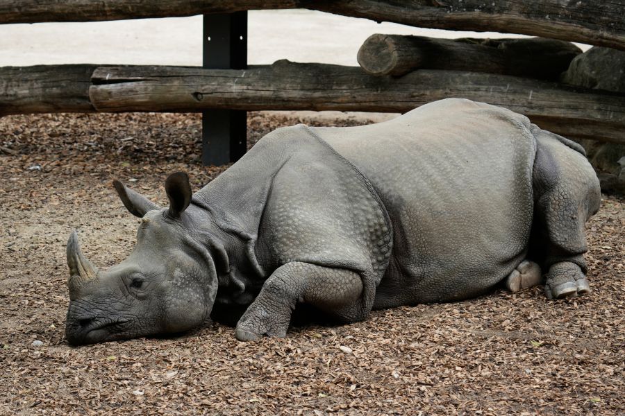 A resting rhinoceros lying on its side in a zoo environment, surrounded by wood chips and a wooden fence.