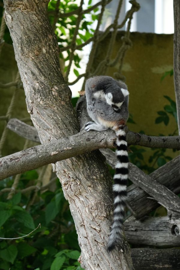 A lemur sitting on a branch of a tree, grooming itself among green foliage.