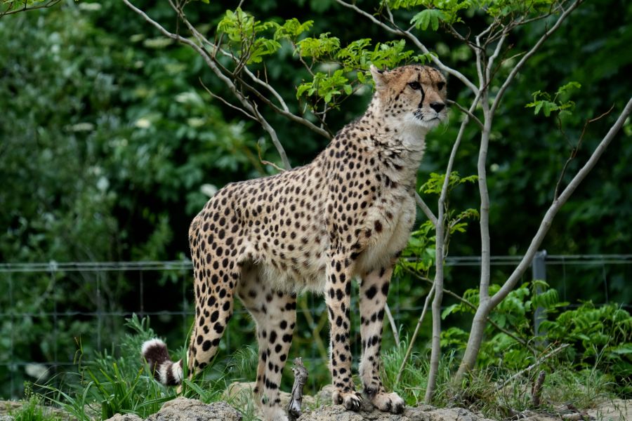 A cheetah standing on rocky ground surrounded by green foliage.