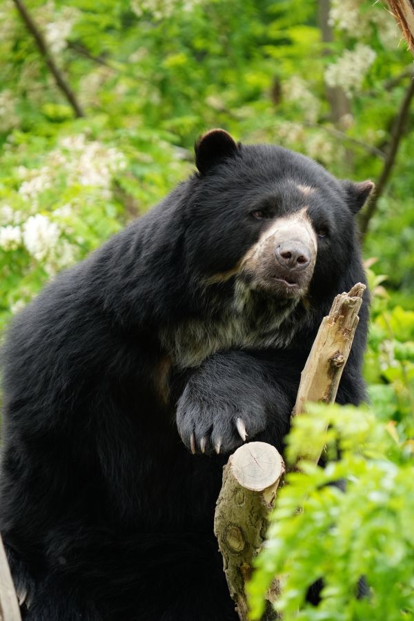 A black bear resting on a wooden log, surrounded by green foliage.