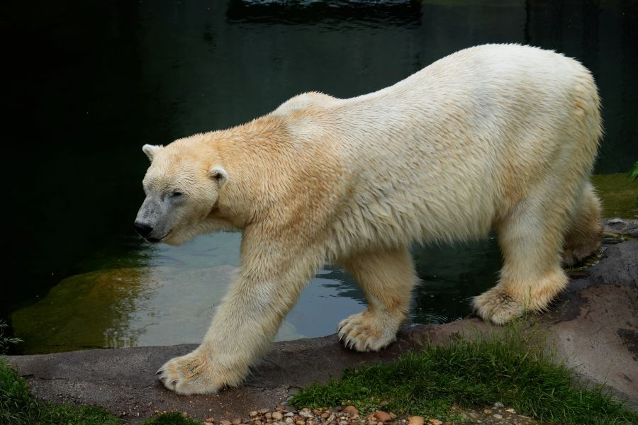 A polar bear walking near a body of water, showcasing its thick white fur and distinctive features.