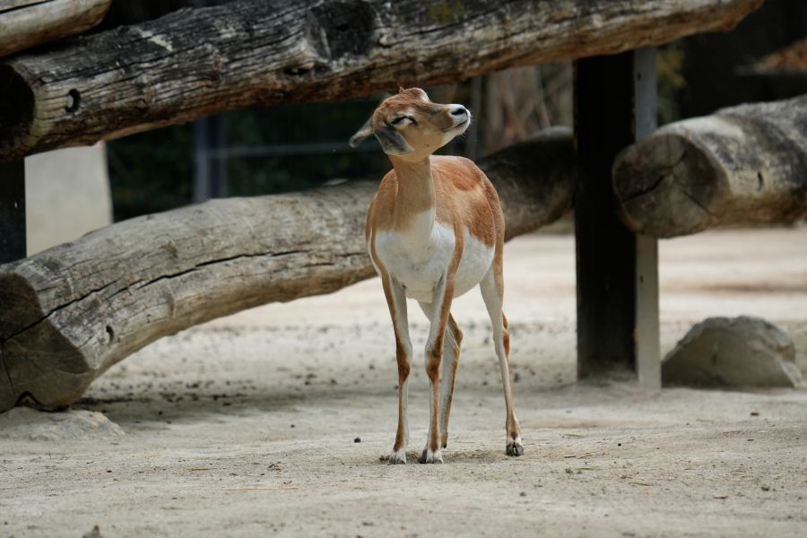 A young deer stands in a sandy enclosure, with wooden logs in the background, appearing to sniff the air.