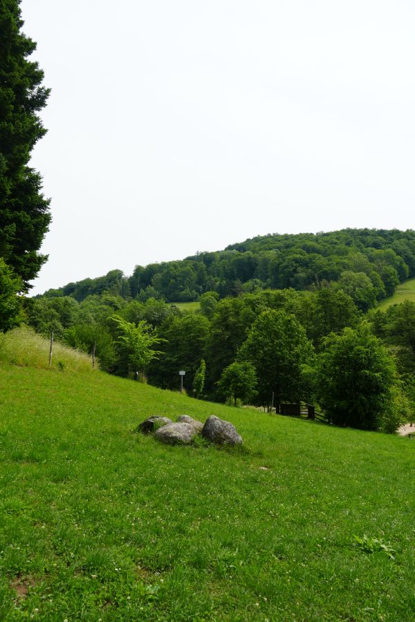 A grassy landscape with several rocks in the foreground and a lush, forested hillside in the background under a cloudy sky.