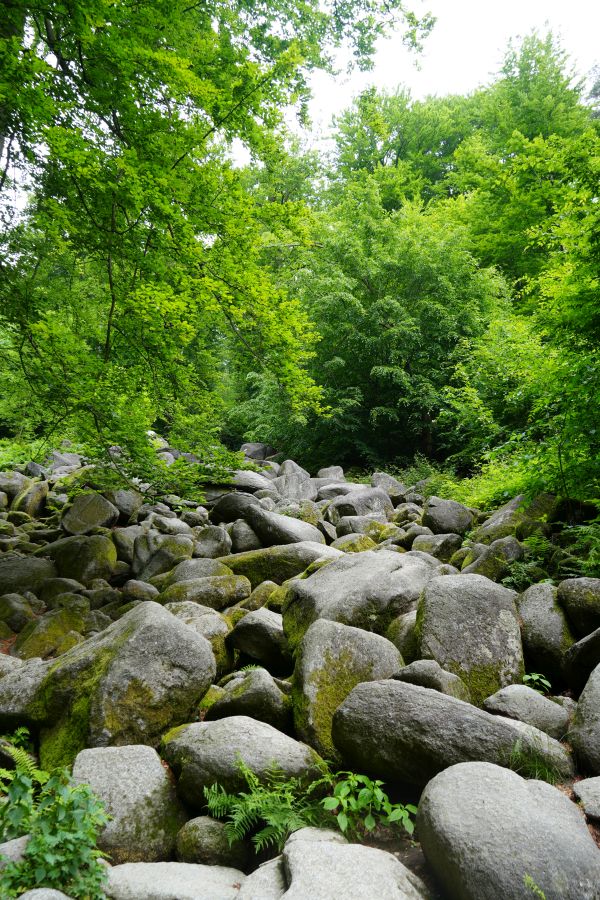 A rocky landscape surrounded by lush green trees and foliage.