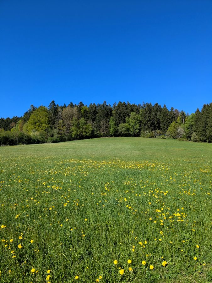 Ein weitläufiges, blühendes Feld mit grünen Wiesen und leuchtend gelben Löwenzahnblüten unter einem strahlend blauen Himmel. Der Hintergrund ist von Bäumen gesäumt, die eine natürliche Kulisse bieten.