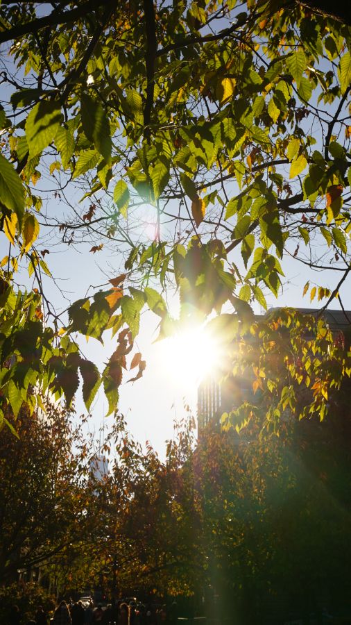 Sonne scheint durch grüne Blätter eines Baumes in einer Stadtlandschaft, mit Hochhäusern im Hintergrund.