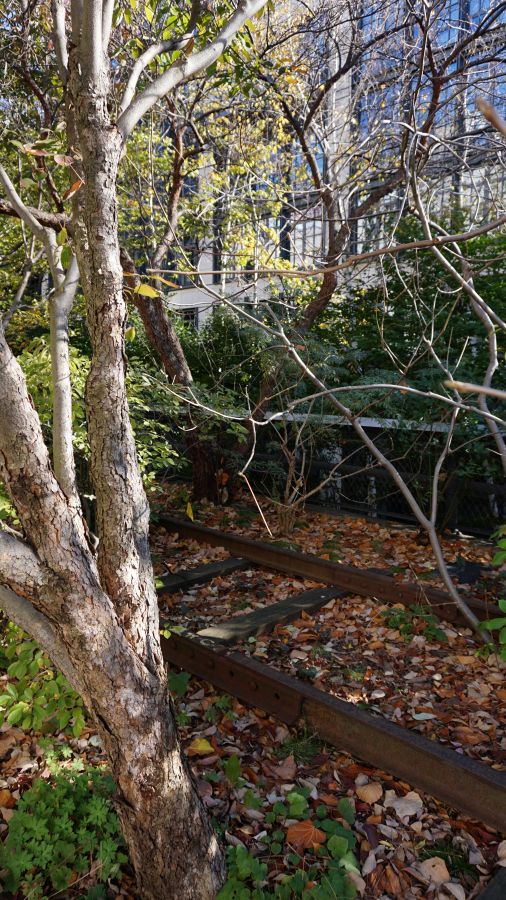 Ein Blick auf einen schmalen Weg der High Line, umgeben von Bäumen und buntem Laub, mit alten Schienen im Vordergrund.