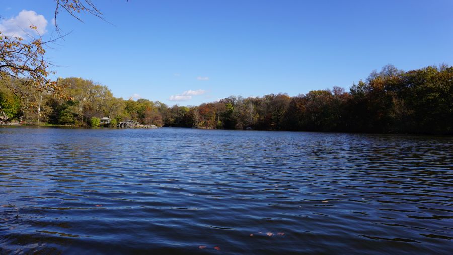 Ruhiger See im Central Park, umgeben von buntem Herbstlaub und klarem Himmel.