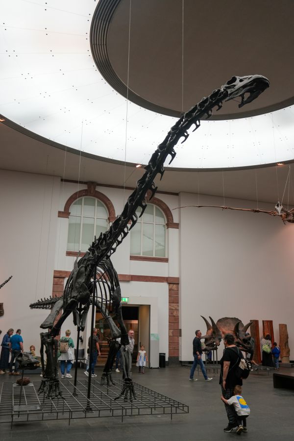 Skelett eines Dinosauriers im Senckenberg Museum, mit Besuchern im Hintergrund.