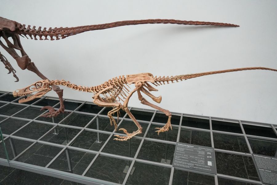 Skelett eines Velociraptors in einer Vitrine im Senckenberg Museum.
