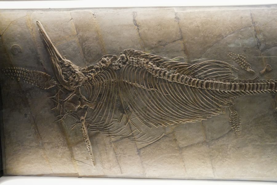 Skelet eines Wals, das an einer Wand im Senckenberg Museum ausgestellt ist.