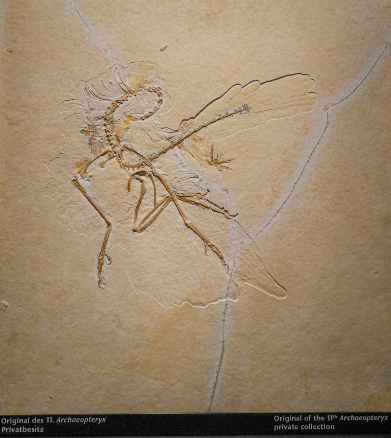 Fossil of the 11th Archaeopteryx specimen displayed in a private collection, showcasing skeletal features and wing structure.