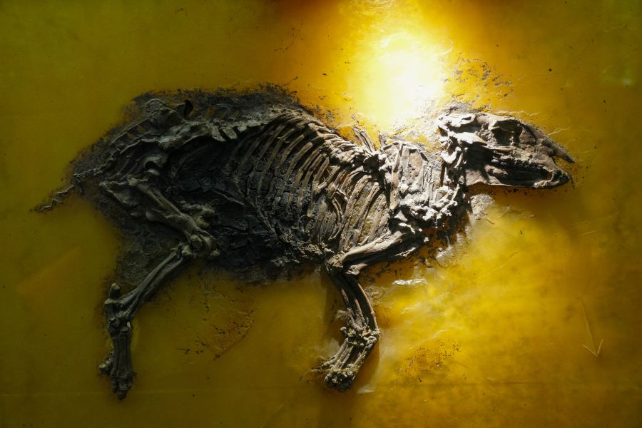 Fossil im Senckenberg Museum