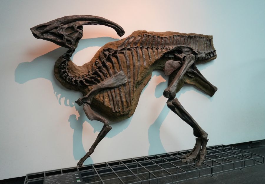 Skelett eines Dinosauriers, das auf einer Wand im Senckenberg Museum ausgestellt ist.
