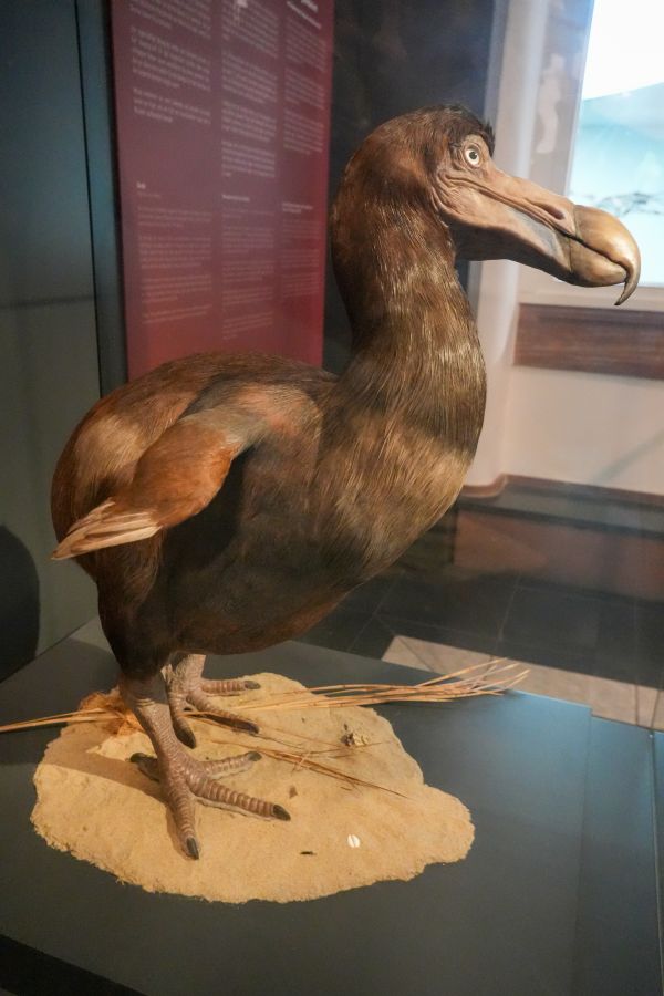 Detailaufnahme einer ausgestellten Dodo-Skulptur im Senckenberg Museum, die eine realistische Darstellung des Vogels zeigt.