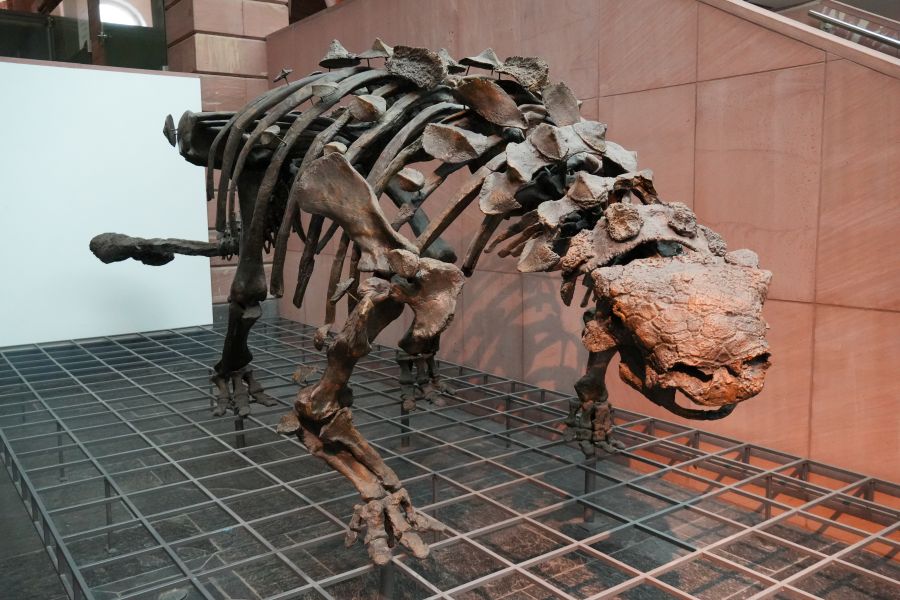 Skelett eines prähistorischen Tieres im Senckenberg Museum.