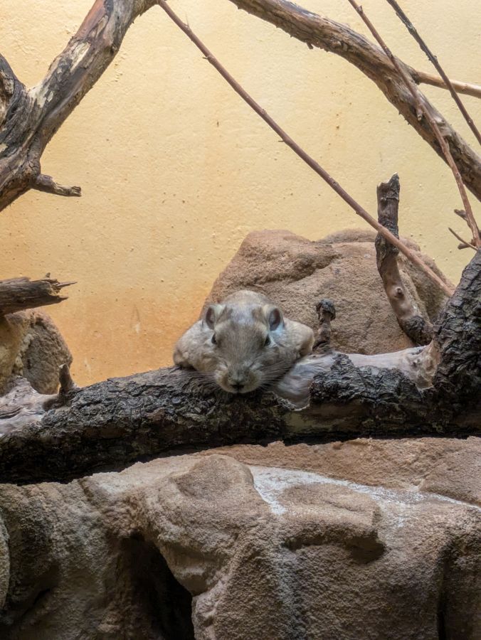A small animal resting on a branch in a zoo exhibit, surrounded by rocks and wood.