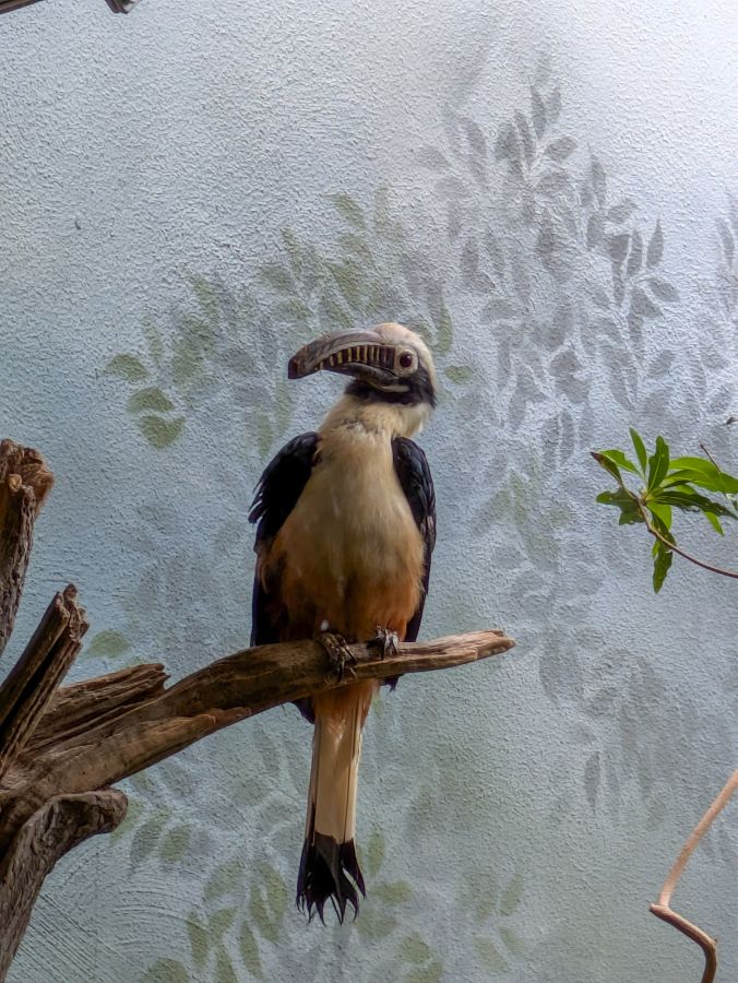 A hornbill perched on a branch, displaying a prominent bill and a mix of black and brown feathers against a softly decorated background.