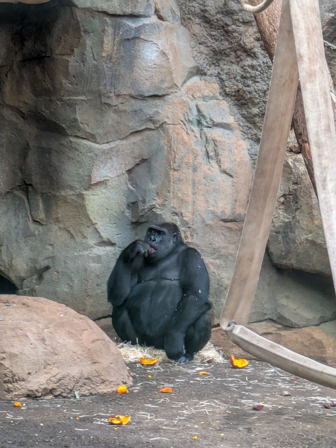 A gorilla sitting on the ground in a rocky enclosure, looking thoughtful and holding food in its hand.