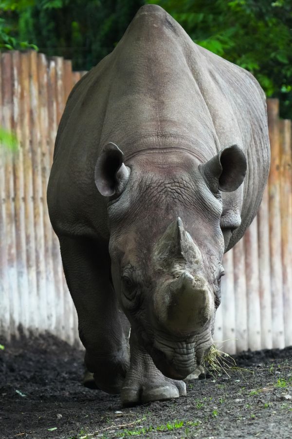 A rhinoceros walking towards the camera in a zoo setting, with a wooden fence in the background.