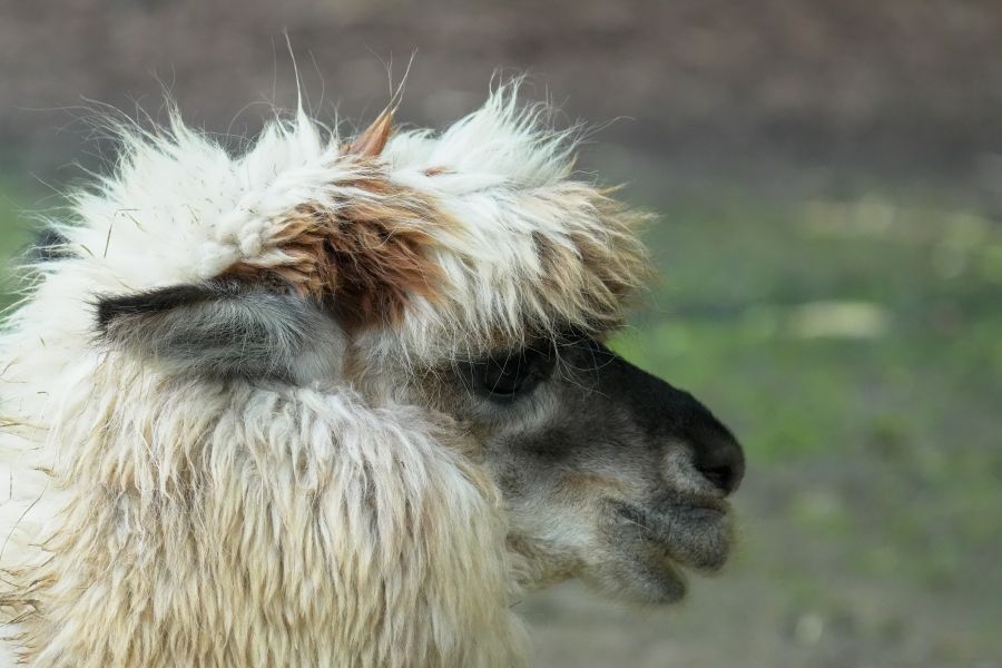 Close-up profile of a fluffy llama with a distinctive hairstyle, showcasing its face and features.