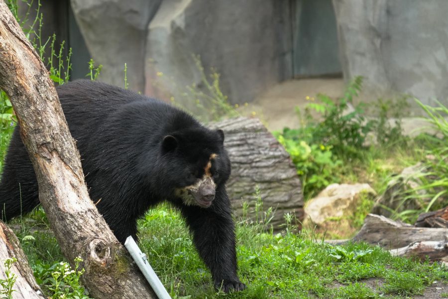 A black bear walking in a zoo habitat, surrounded by greenery and logs.