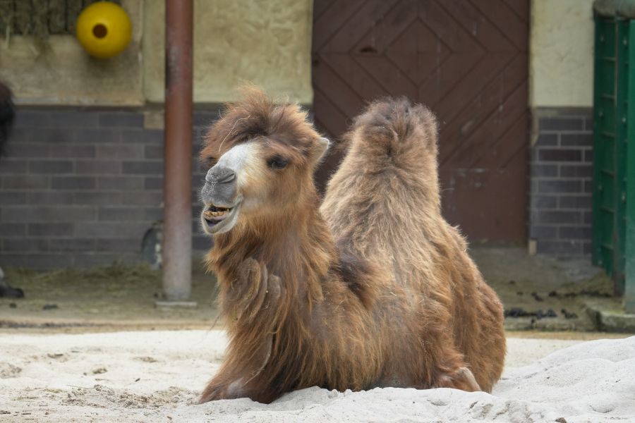 A domestic Bactrian camel sitting on the ground in a zoo, with a friendly expression and a backdrop of a wooden structure.