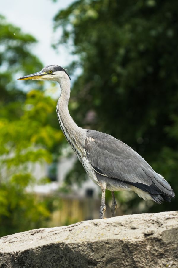 A heron standing on a rock with green foliage in the background.