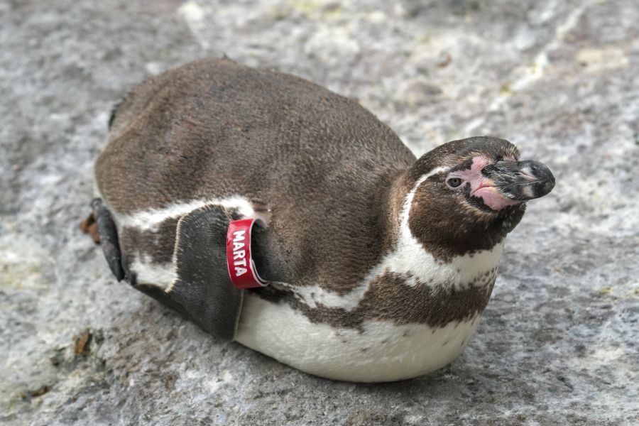 Ein Pinguin mit einem Namensschild "MARTA" liegt auf einem Felsen.