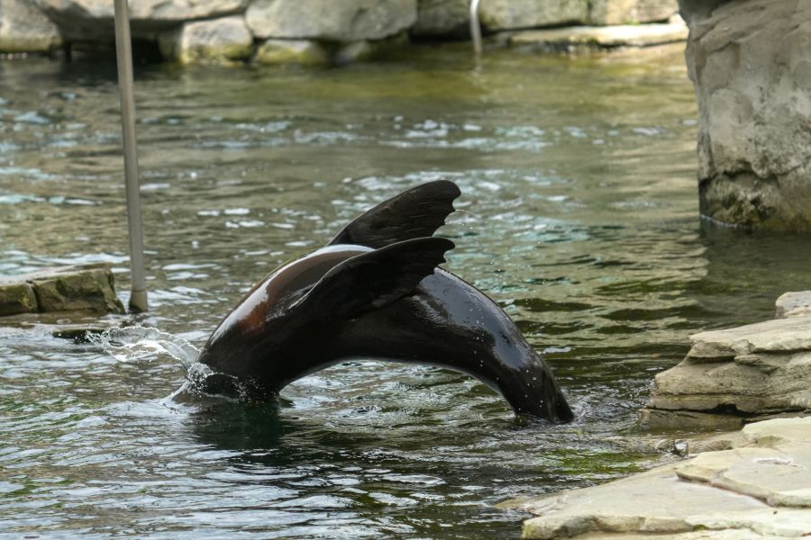 A seal diving into a body of water, with its flippers prominently displayed above the surface.