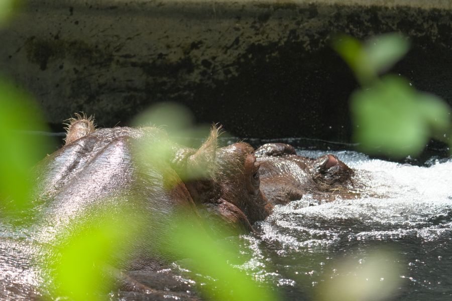 A close-up view of a hippopotamus's head partially submerged in water, surrounded by green foliage.
