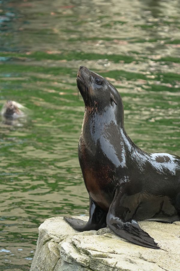 A seal resting on a rock near water, looking up.