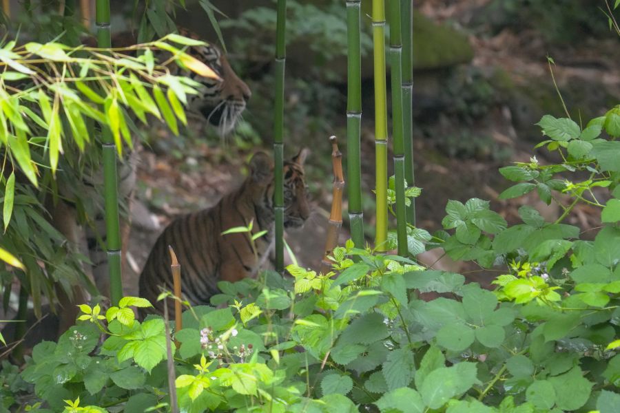 A tiger partially hidden behind bamboo and foliage in a lush, green habitat.