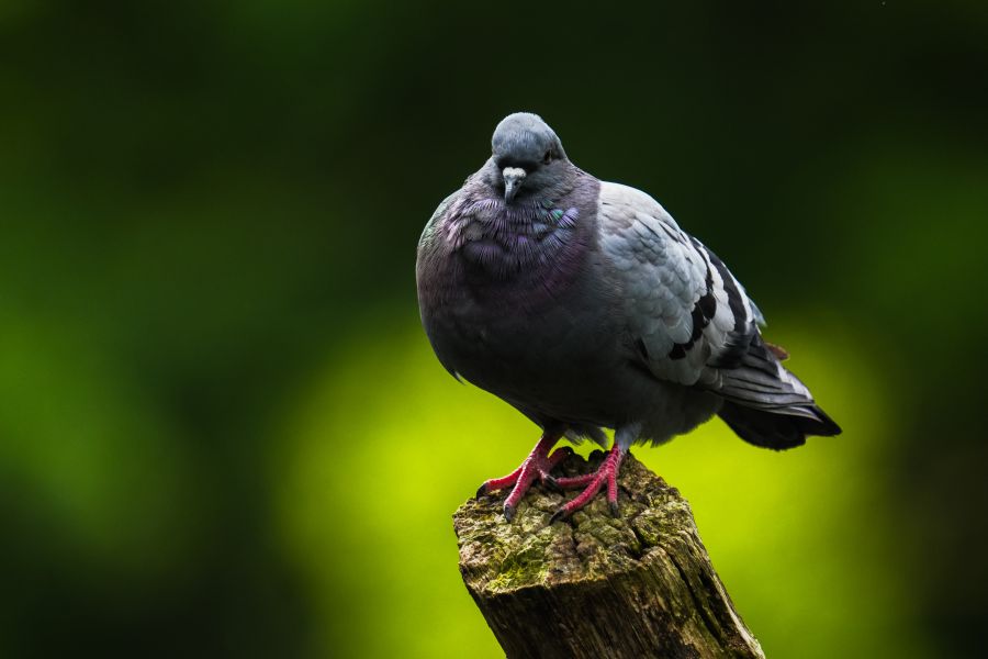 A close-up of a pigeon perched on a wooden stump, with a blurred green background.