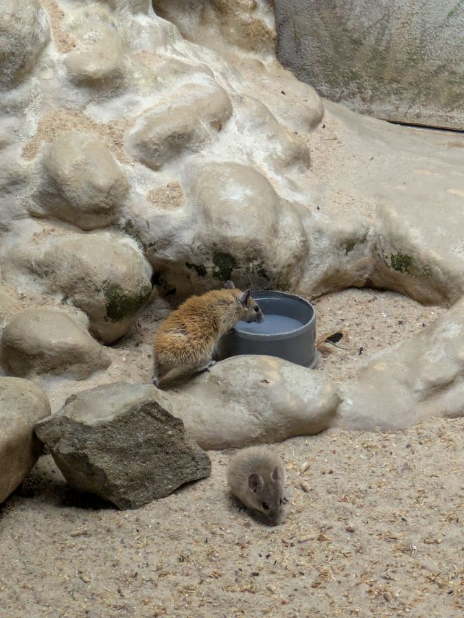 A small mammal drinking water from a bowl in a sandy enclosure, with rocky formations in the background.