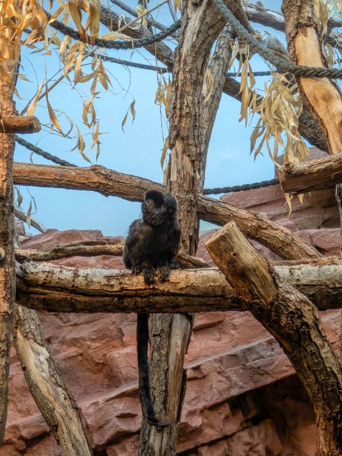 A black monkey sitting on a wooden branch surrounded by tree trunks and leaves.
